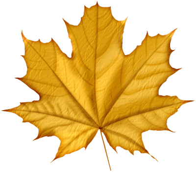 Maple Leaf Transparent PNG Image