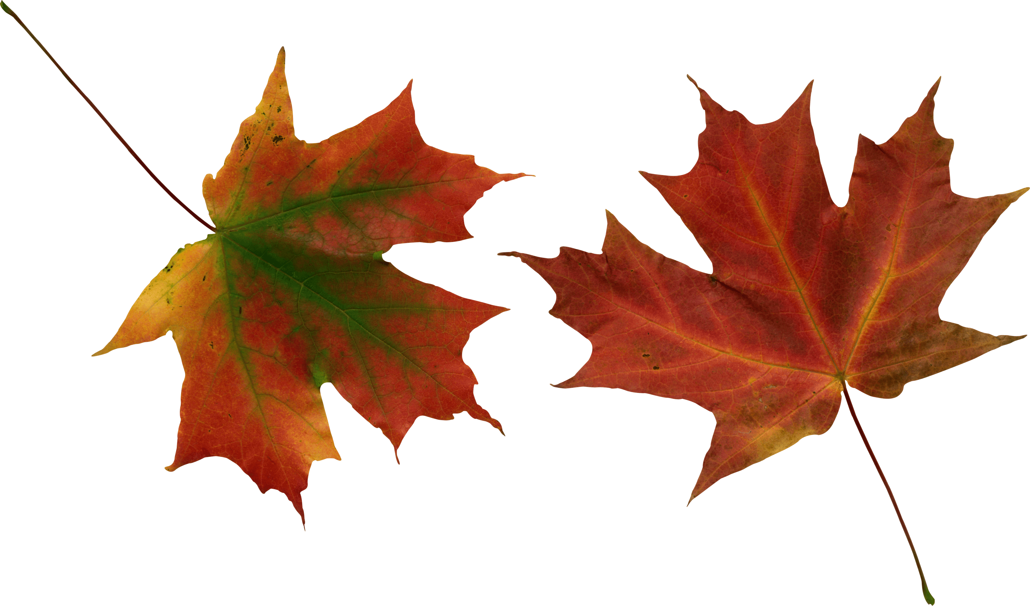 Autumn Leaf Transparent PNG Image