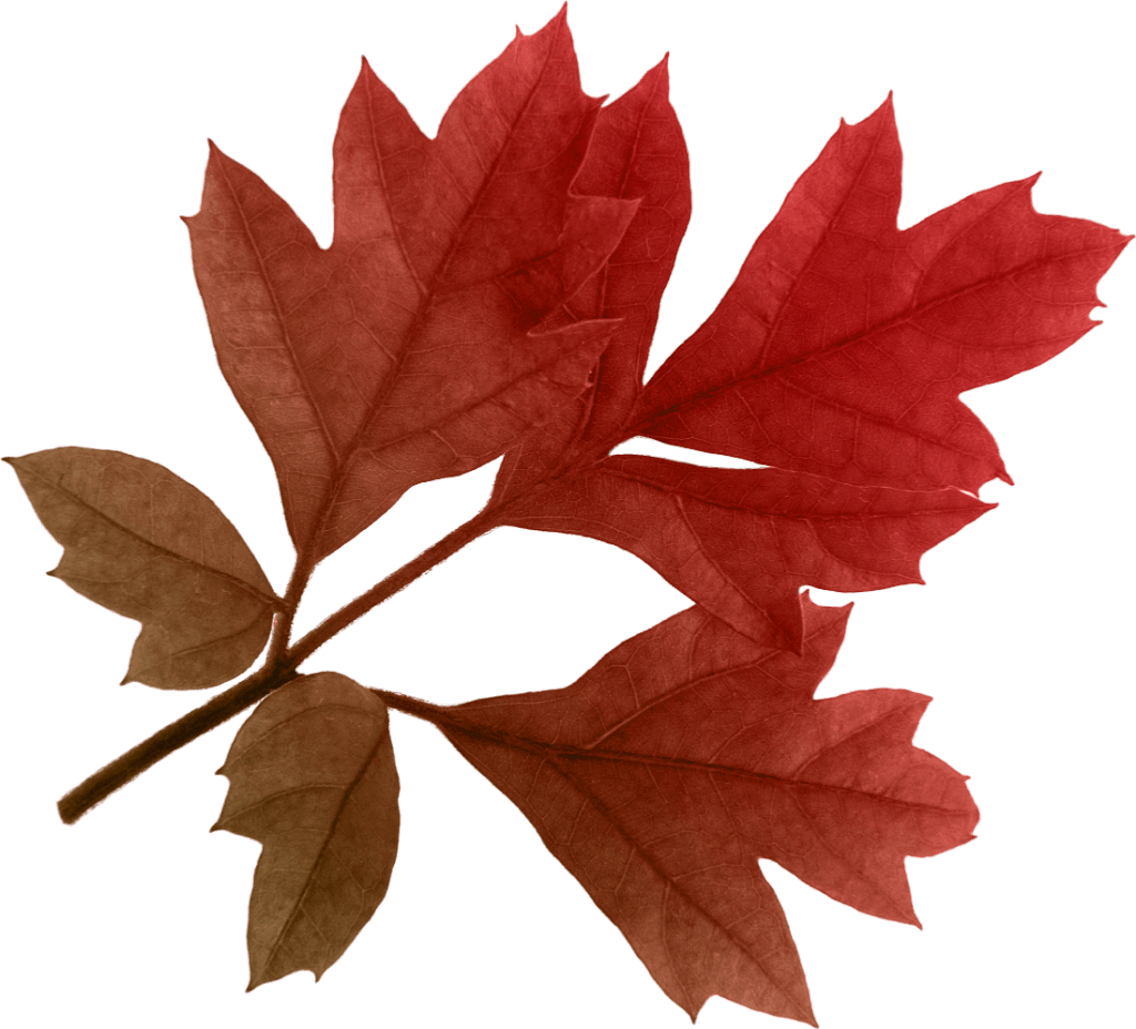 Autumn Leaf Transparent PNG Image