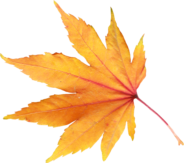 Autumn Leaf Transparent PNG Image