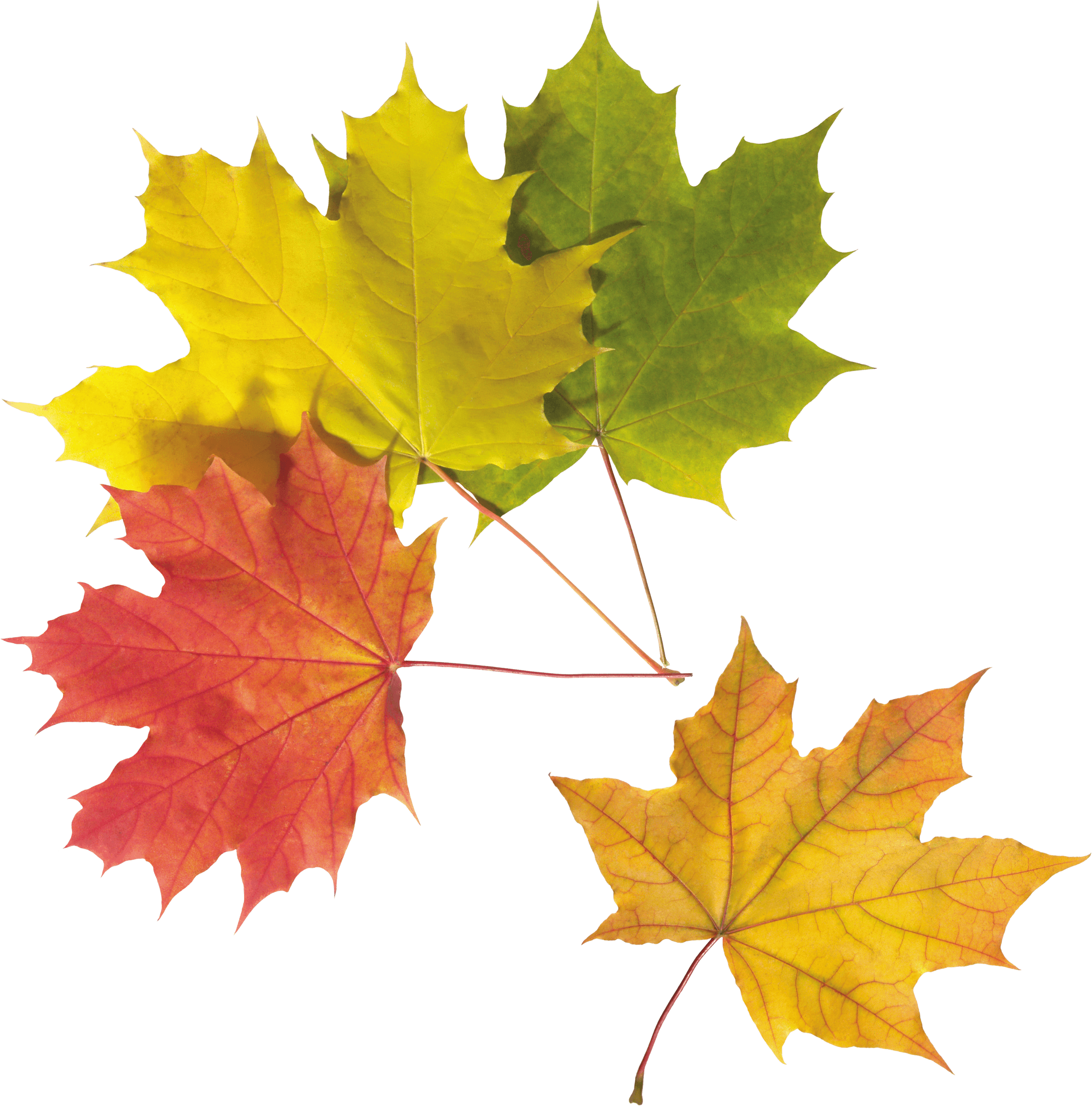 Autumn Leaf Transparent PNG Image