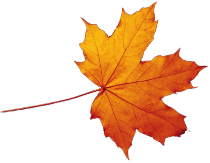 Autumn Leaves Falling Transparent PNG Image