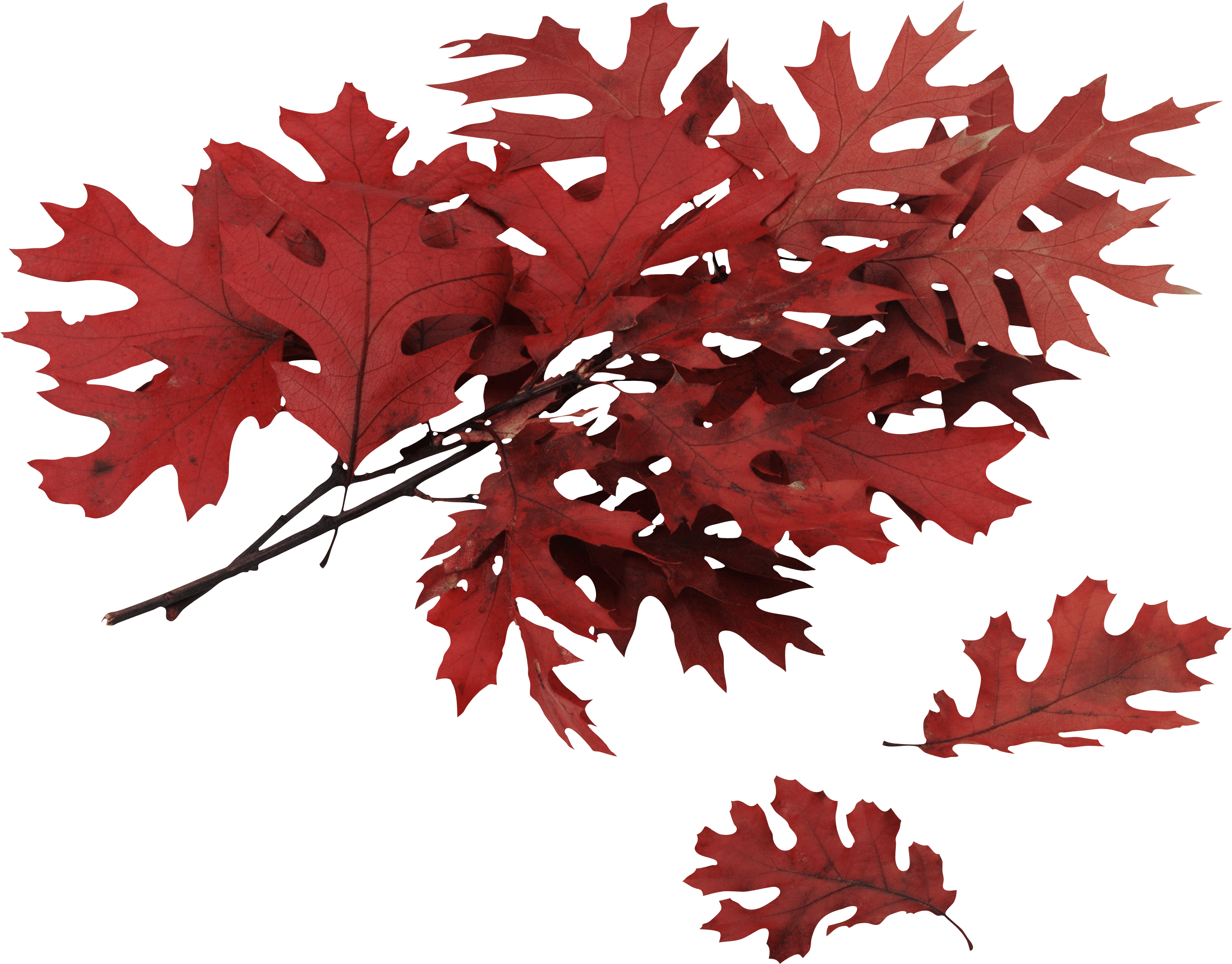 Autumn Leaf Transparent PNG Image