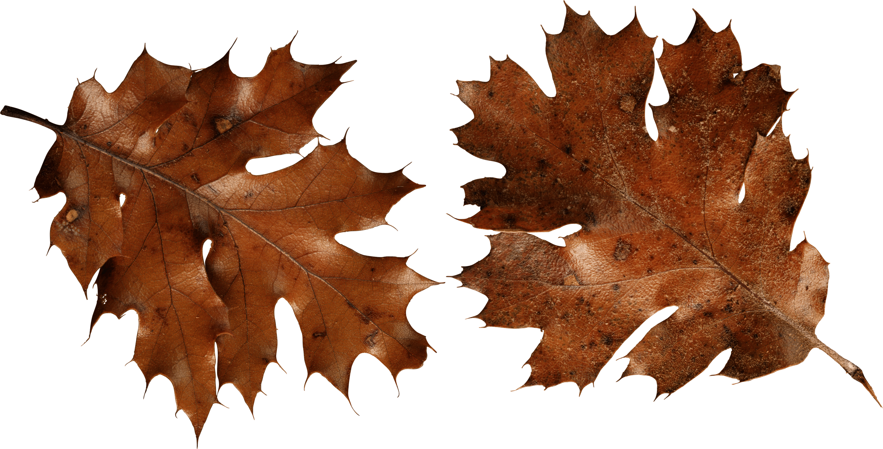 Autumn Leaf Transparent PNG Image