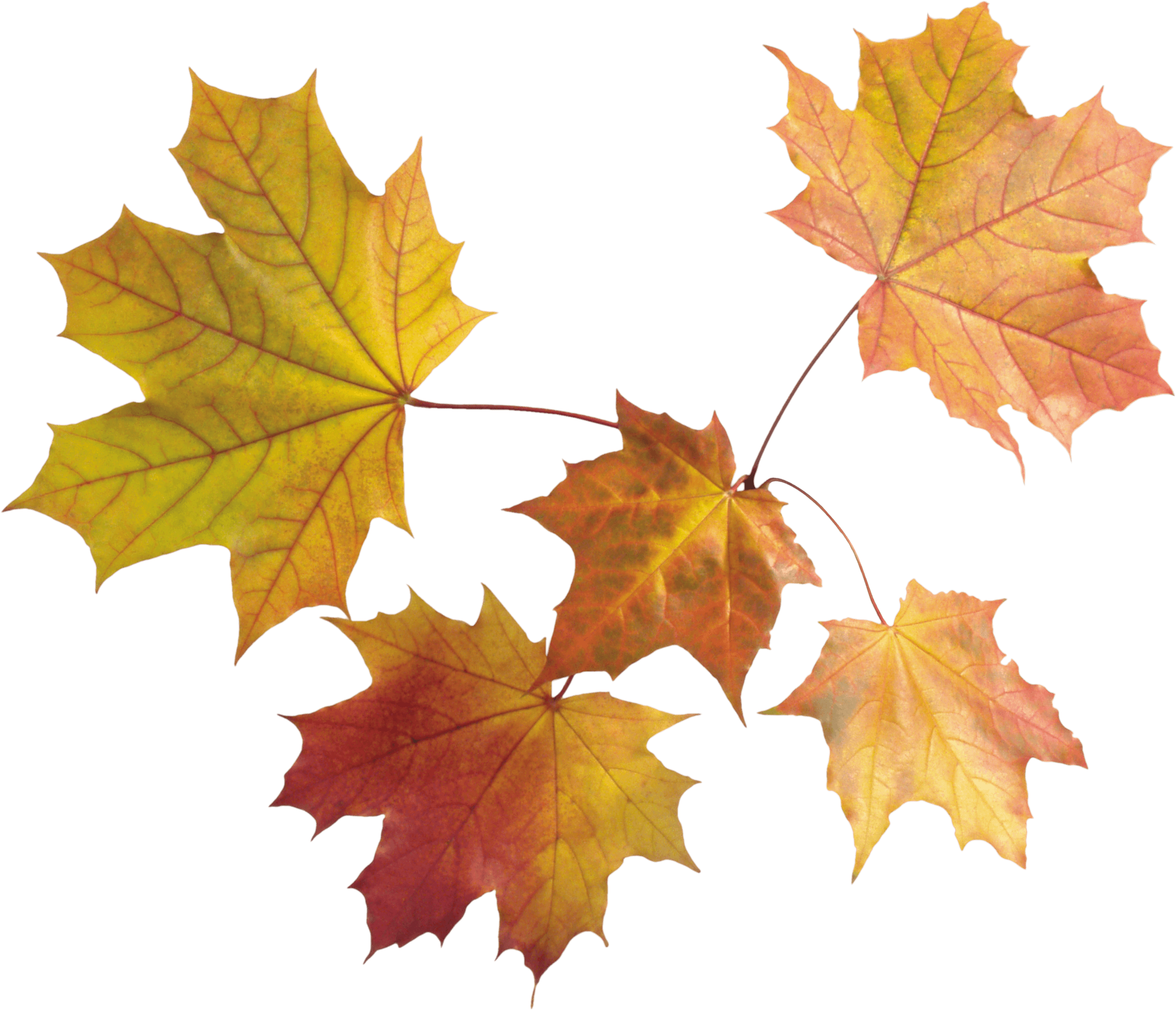 Autumn Leaves Transparent PNG Image