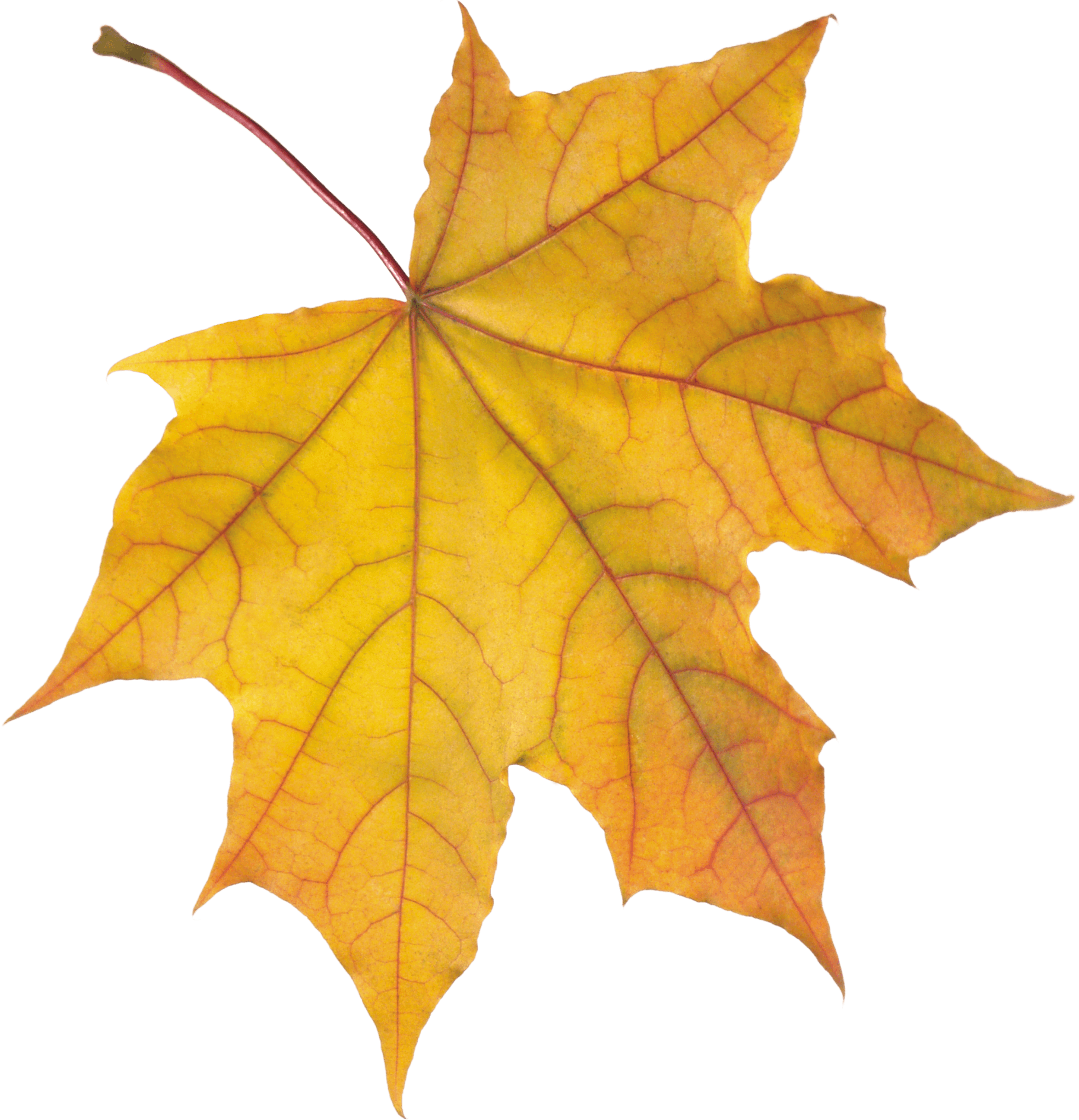 Autumn Leaf Transparent PNG Image