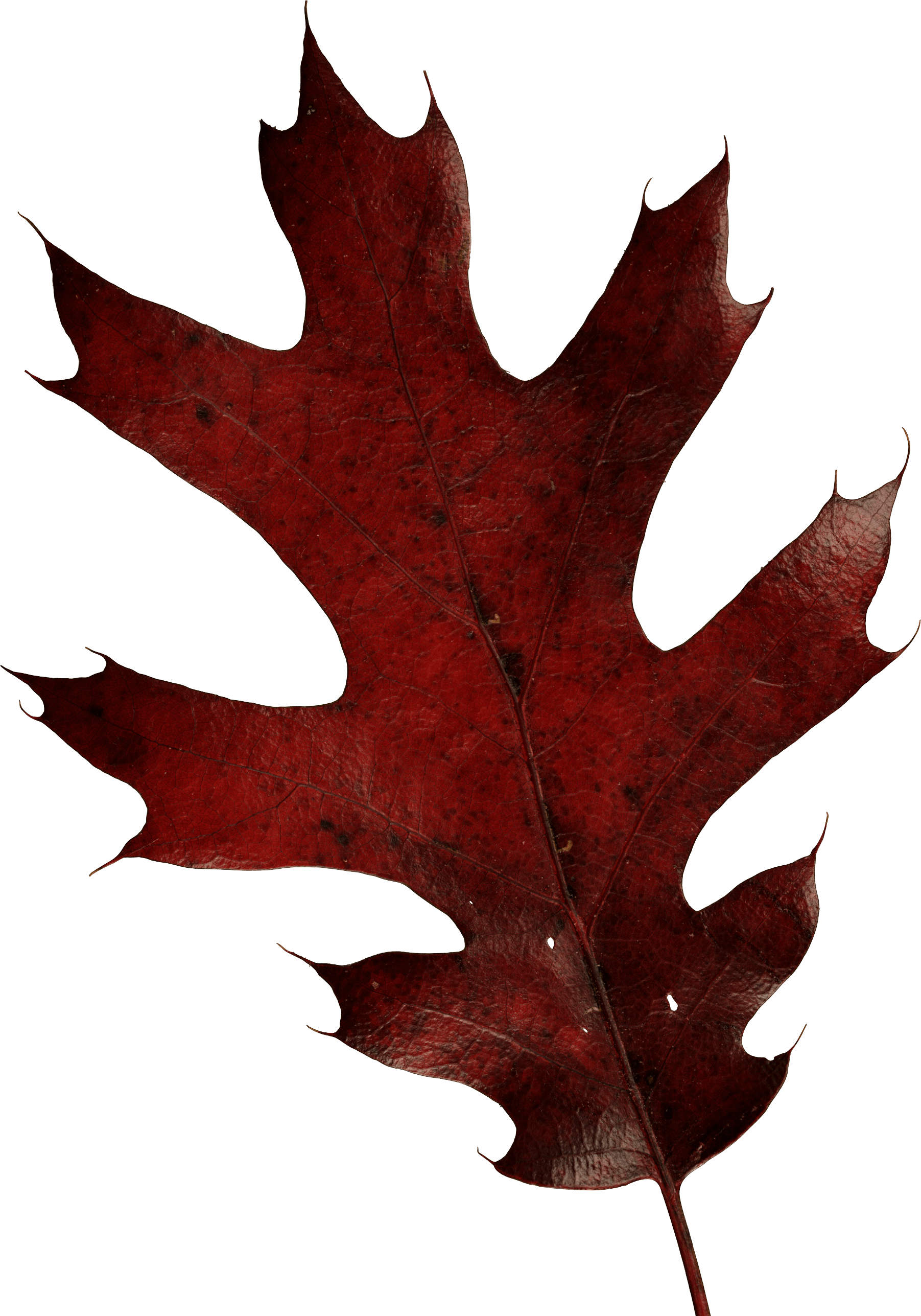 Autumn Leaf Transparent PNG Image