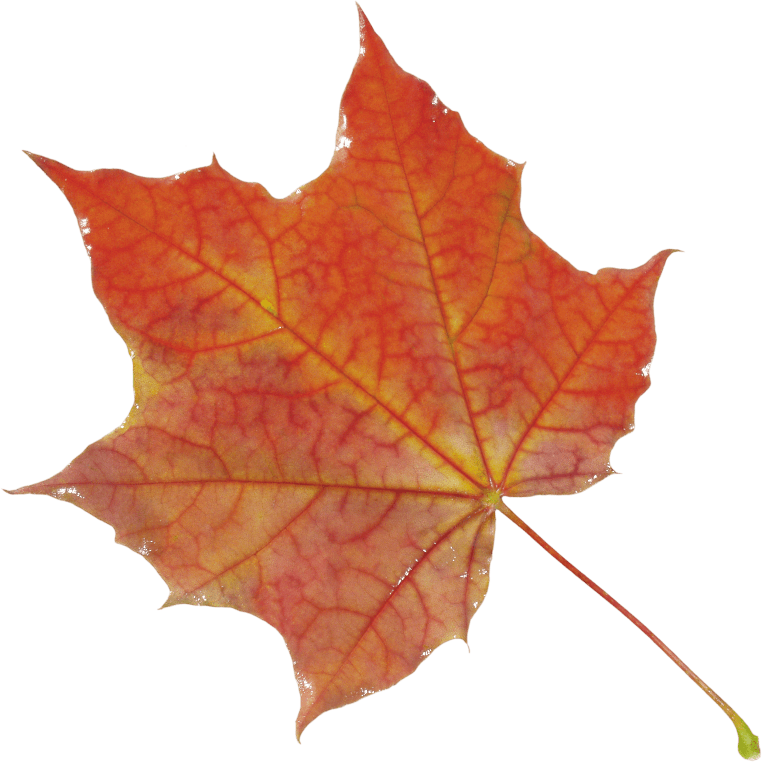 Autumn Leaf Transparent PNG Image