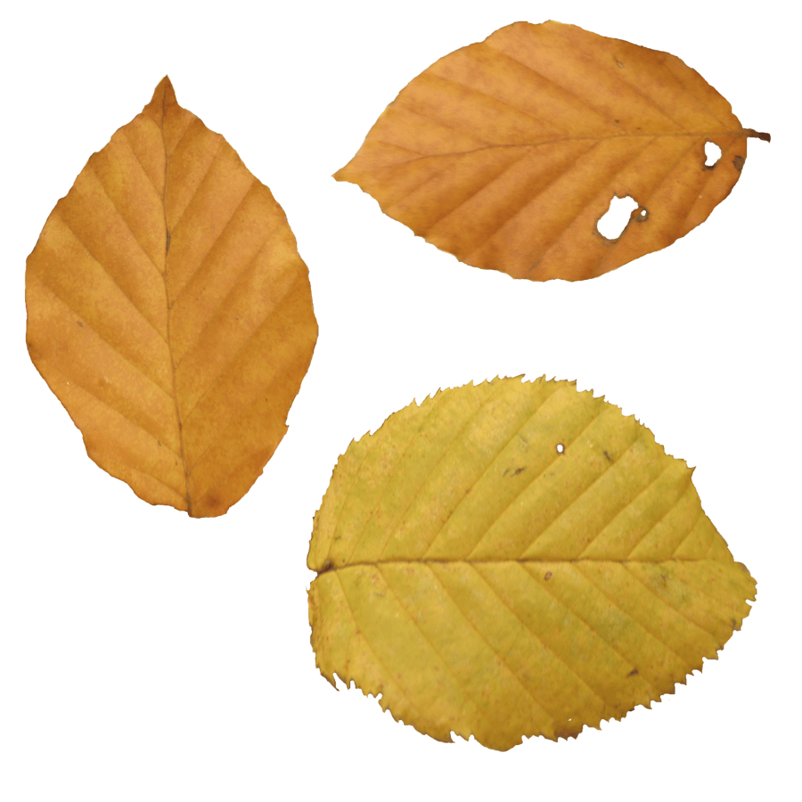 Autumn Leaf Transparent PNG Image
