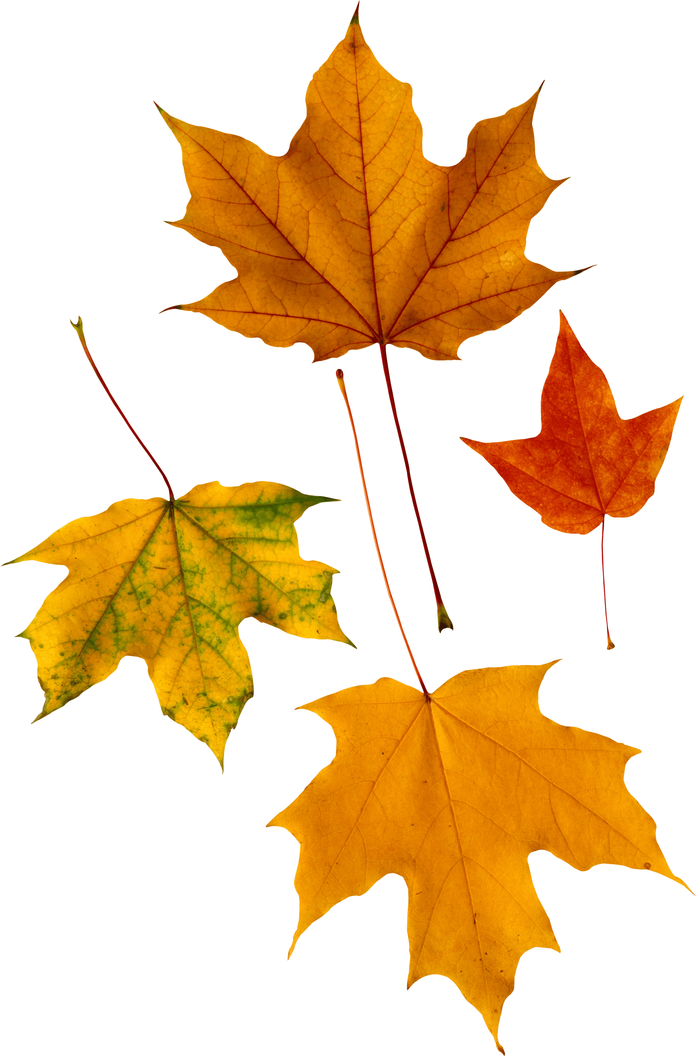 Autumn Leaf Transparent PNG Image