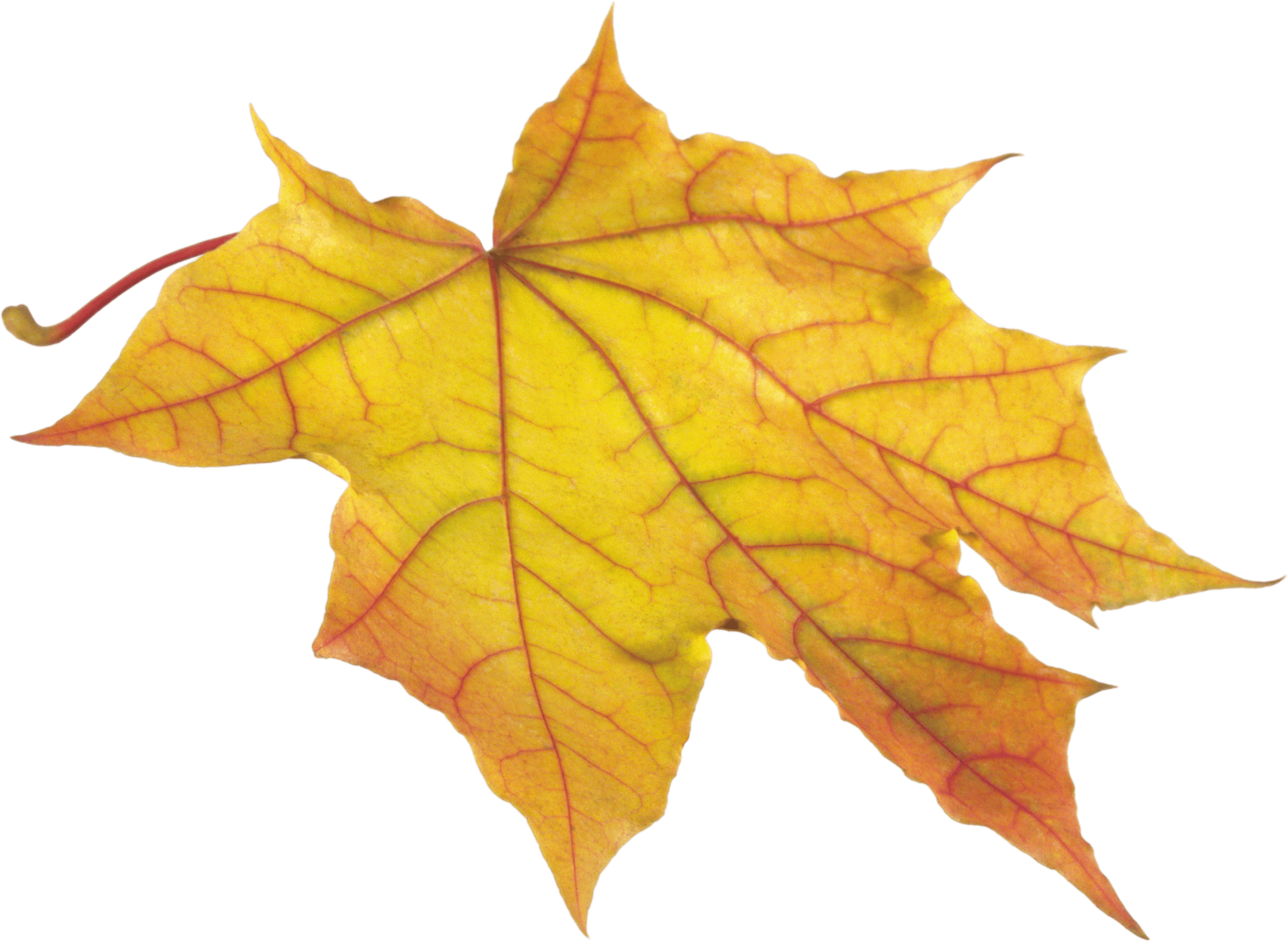 Yellow Autumn Leaf Transparent PNG Image