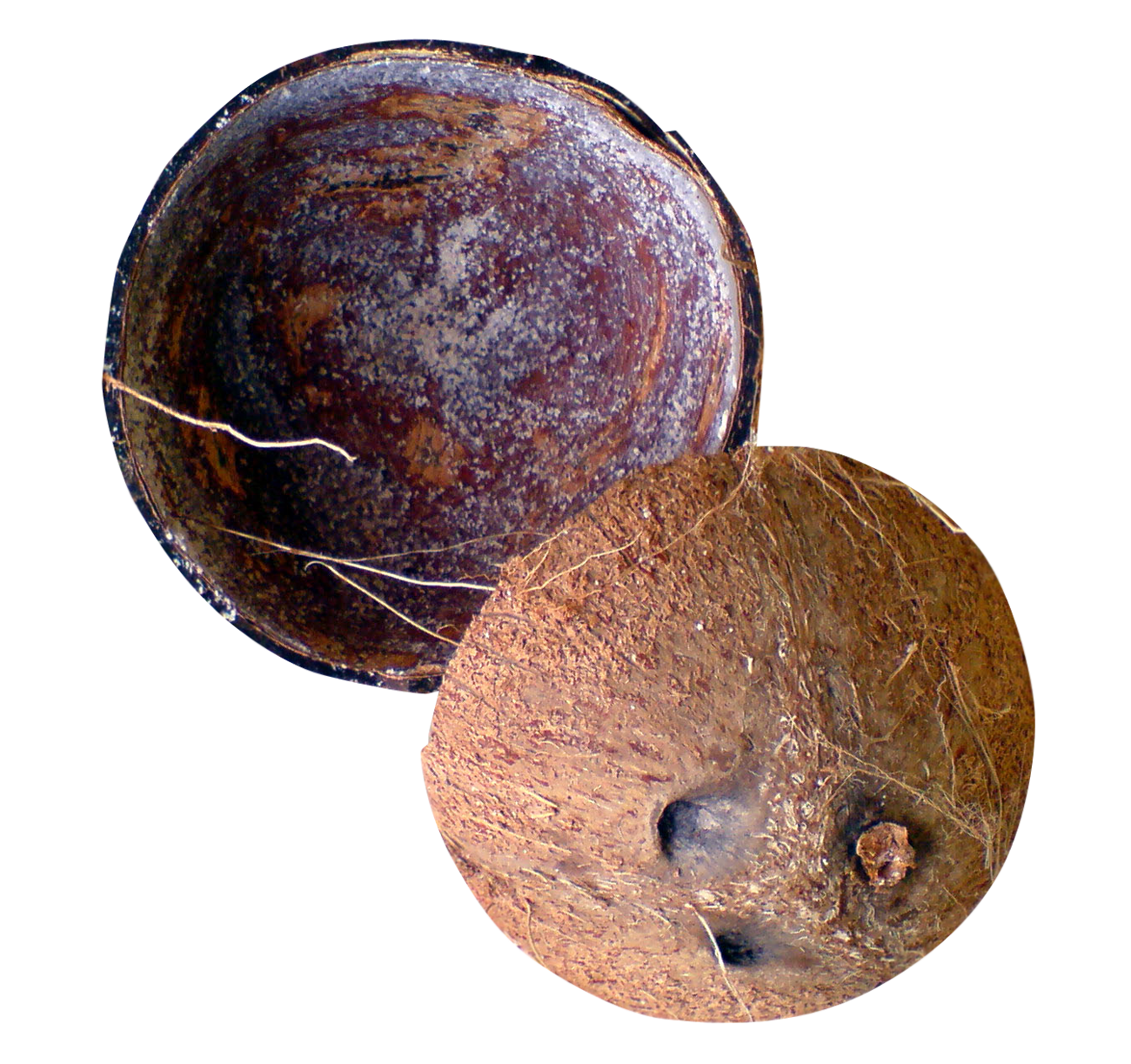 Half Coconut Transparent PNG Image