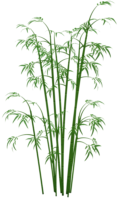 Bamboo Transparent PNG Image