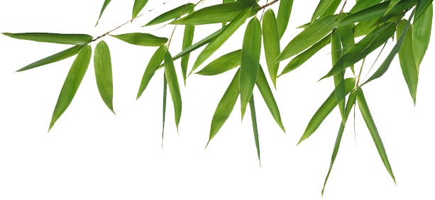 Bamboo Transparent PNG Image
