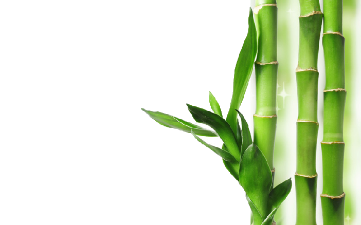 Bamboo Background Transparent PNG Image