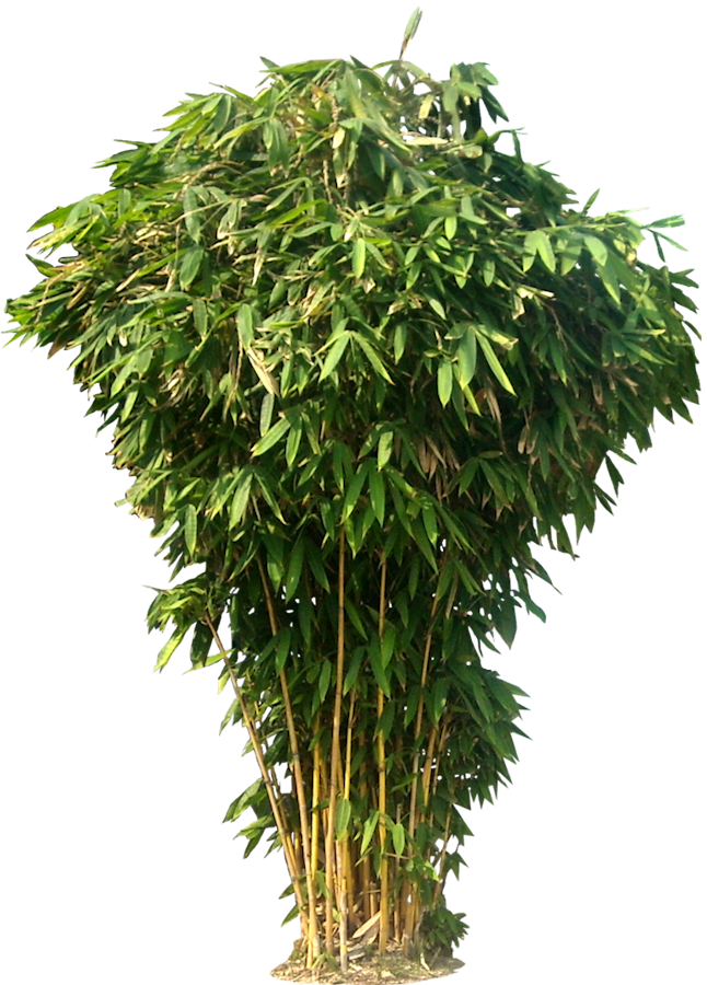 Bamboo Transparent PNG Image