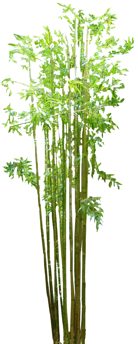 Bamboo Transparent PNG Image