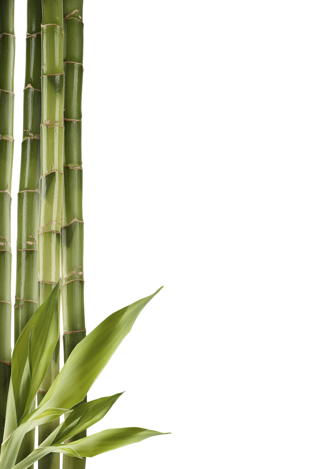 Bamboo Transparent PNG Image