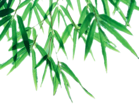 Bamboo Leaf Transparent PNG Image