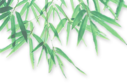 Bamboo Leaf Transparent PNG Image