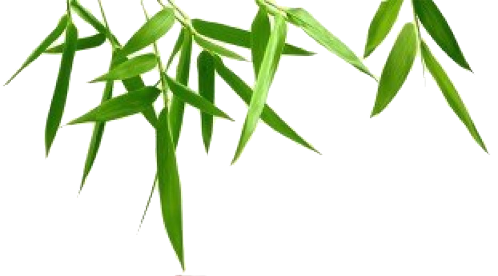 Bamboo Leaf Background Transparent PNG Image