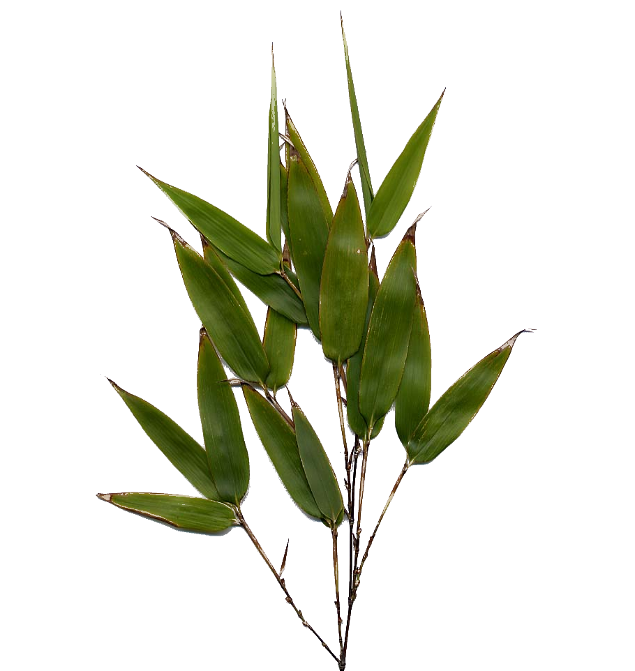 Bamboo Leaf Transparent PNG Image
