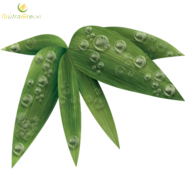 Bamboo Leaf Transparent PNG Image