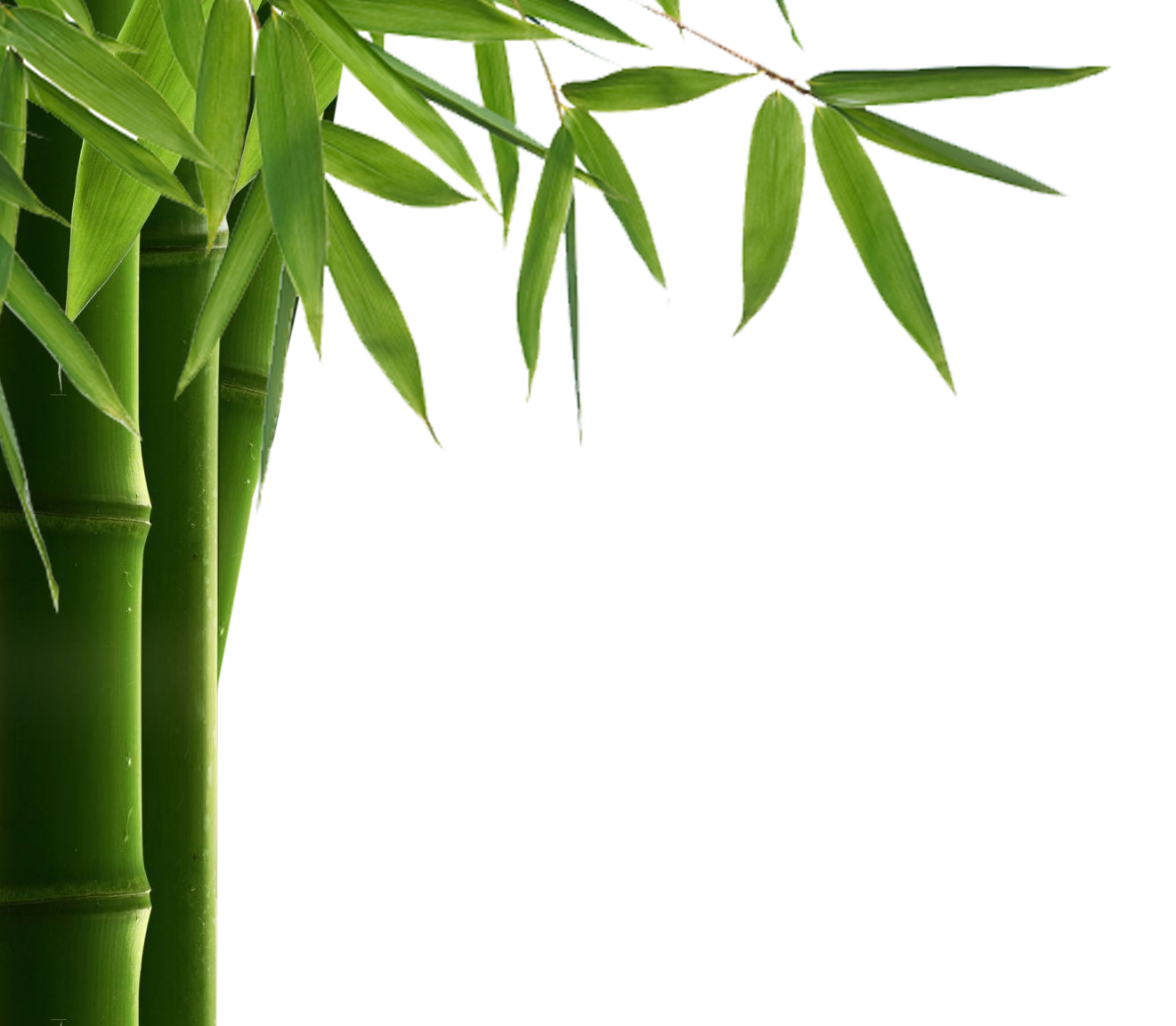 Bamboo Leaf Transparent PNG Image