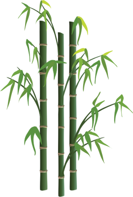 Bamboo Transparent PNG Image