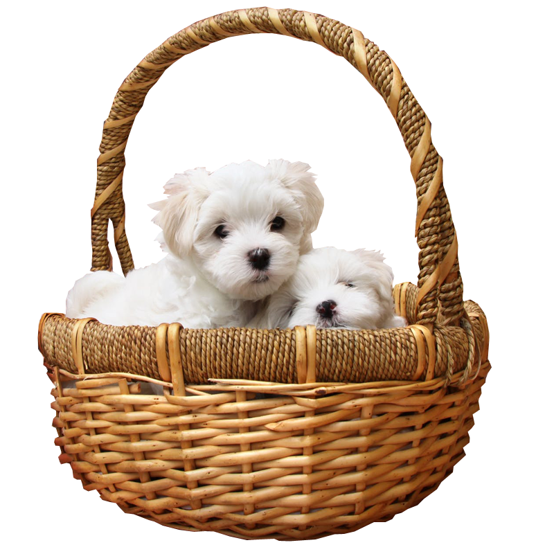 Basket Transparent PNG Image