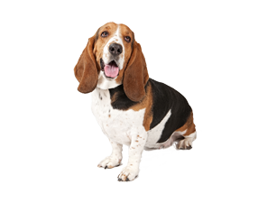 Basset Hound Transparent PNG Image