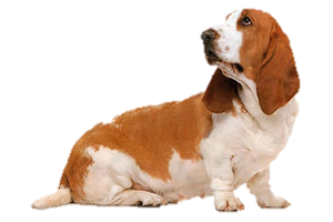 Basset Hound Transparent PNG Image