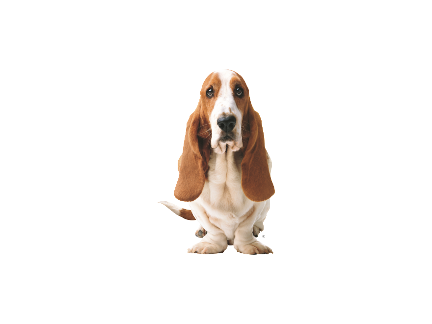 Basset Hound Transparent PNG Image