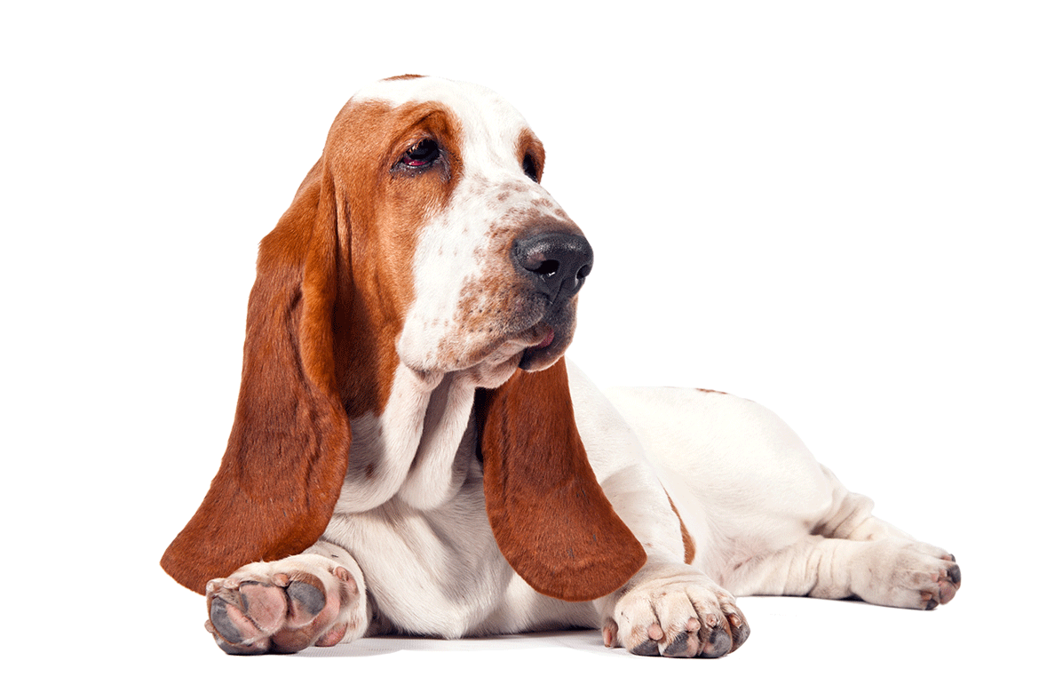 Basset Hound Transparent PNG Image