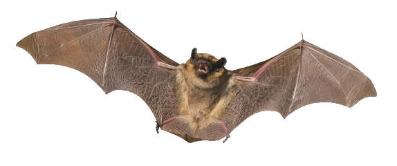 Bat Transparent PNG Image