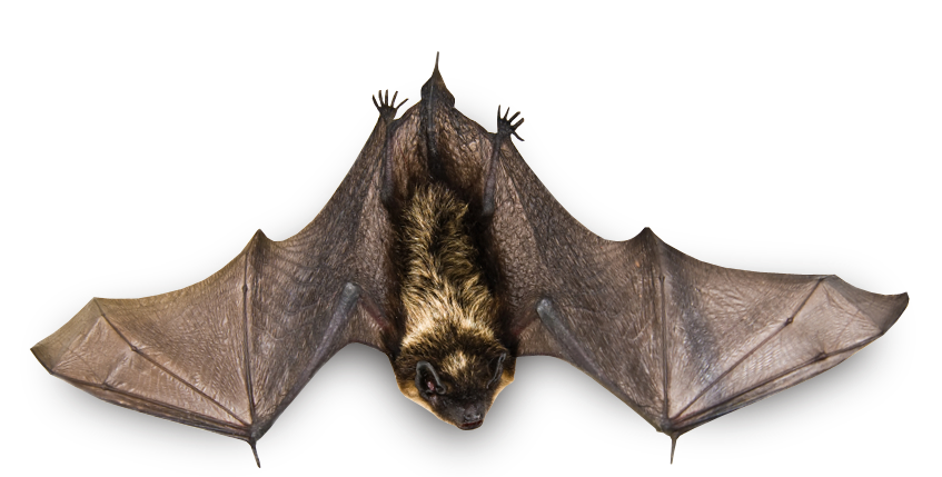 Bat Transparent PNG Image