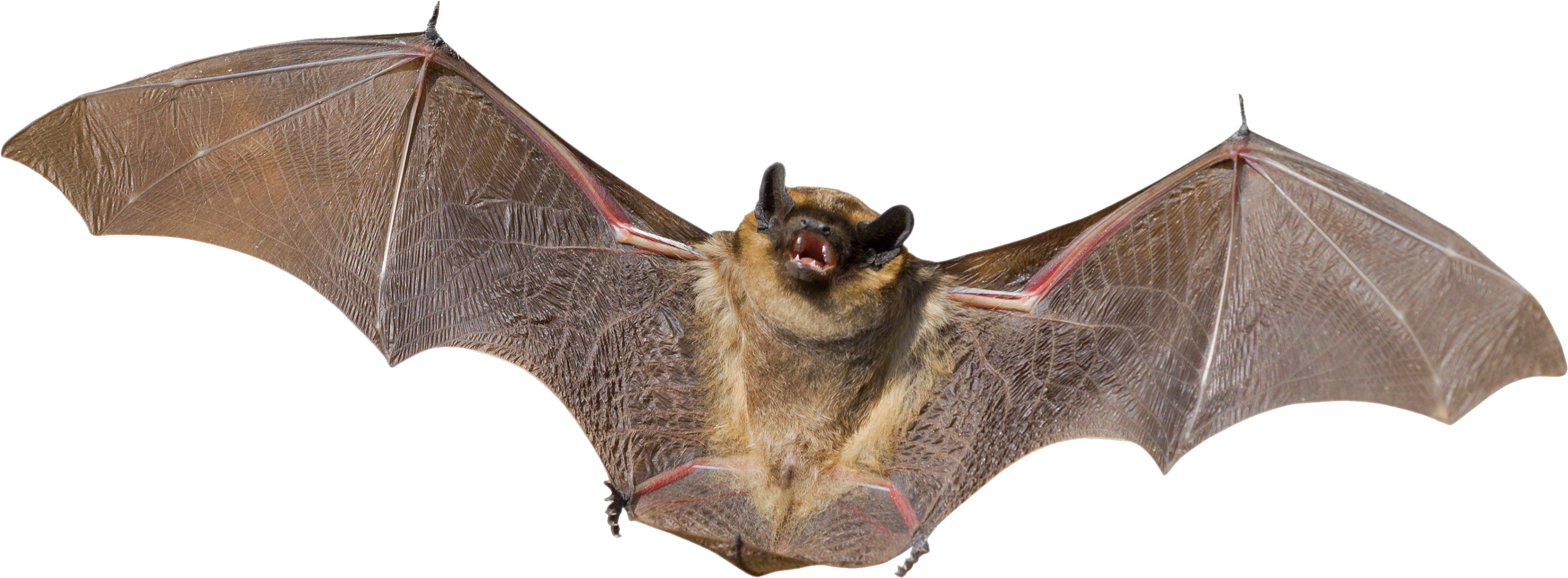 Bat Wings Transparent PNG Image