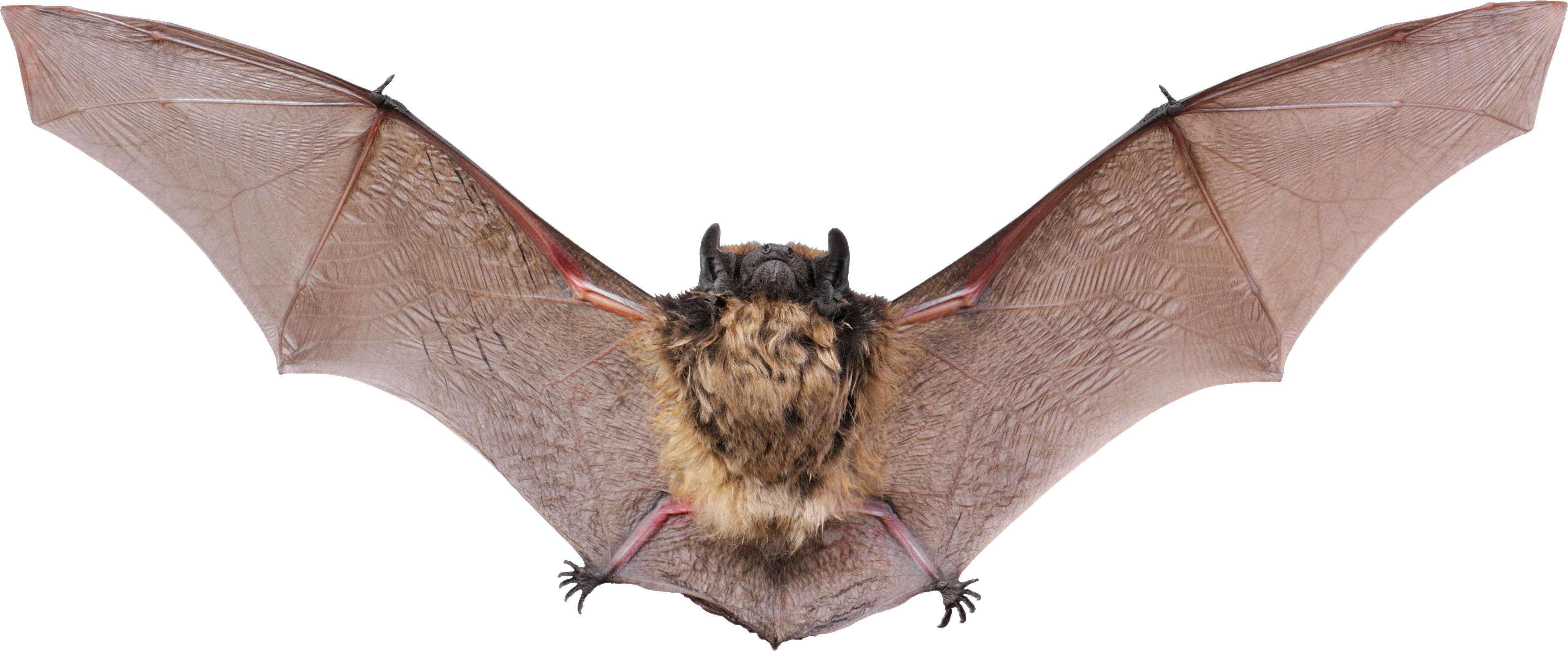 Bat Grey Transparent PNG Image