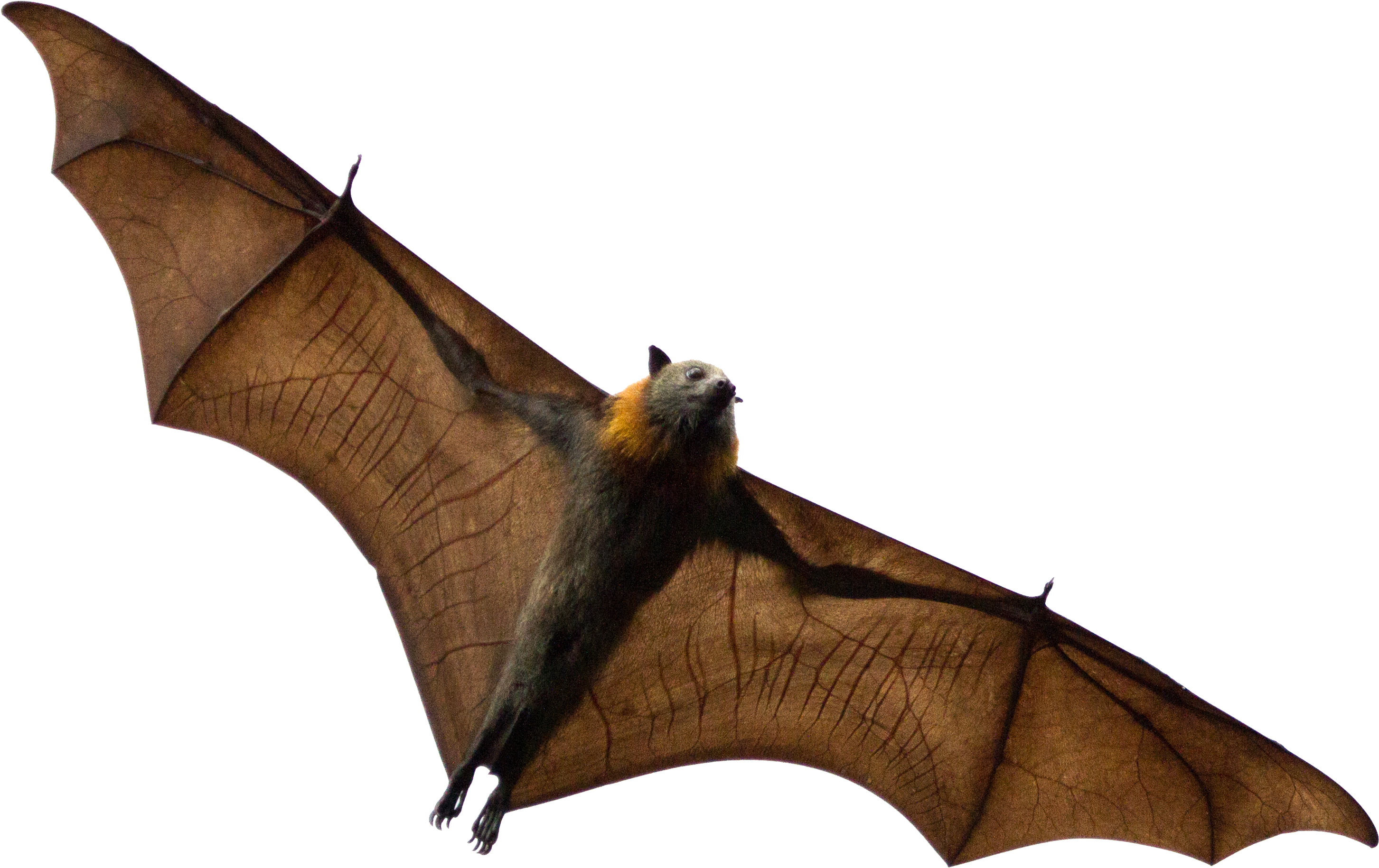 Brown Bat Transparent PNG Image
