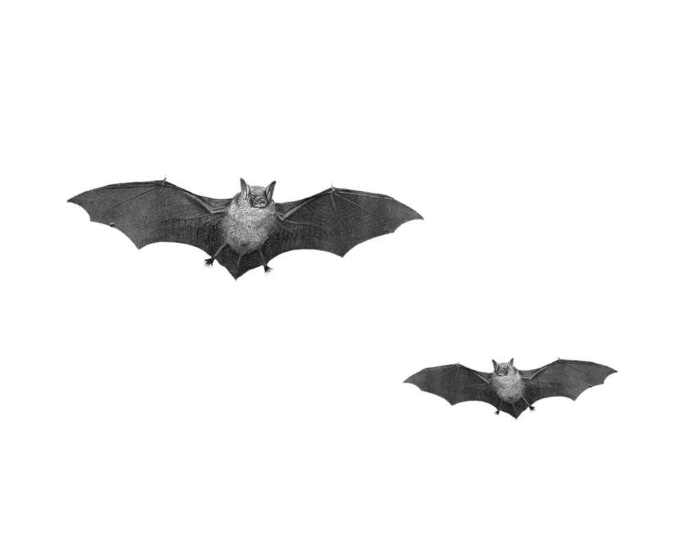 Small Bat Transparent PNG Image
