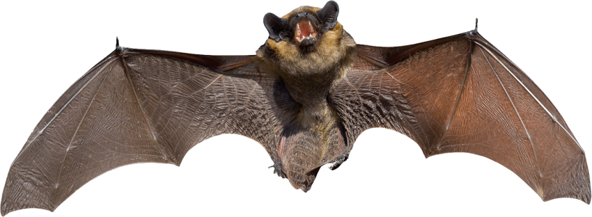 Big Bat Transparent PNG Image