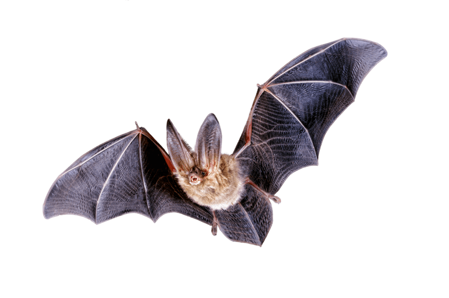Real Bat Flying Transparent PNG Image