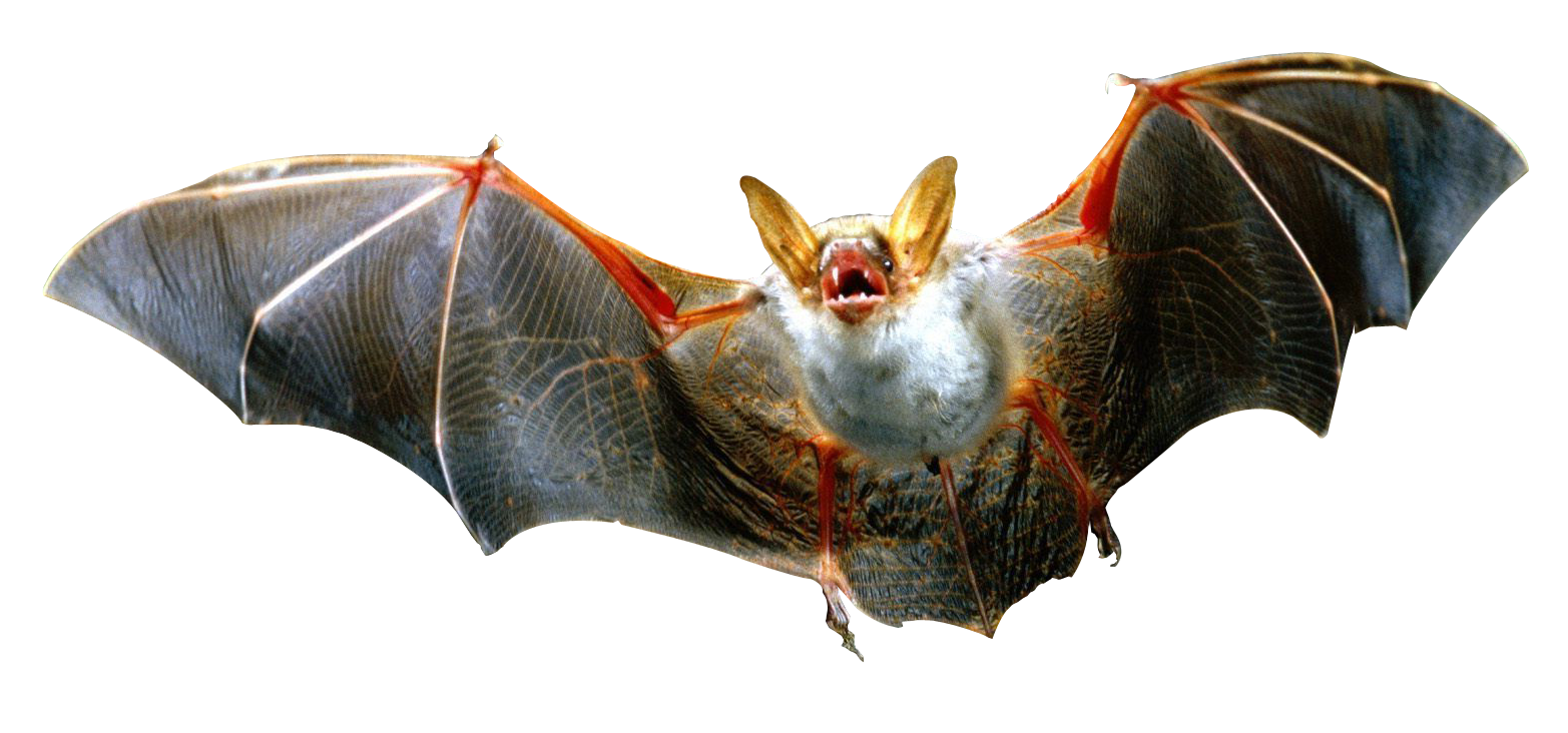 Bat Flying Transparent PNG Image
