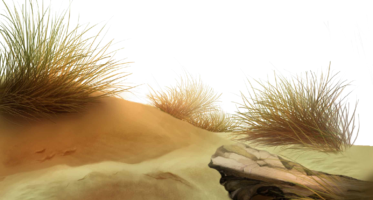 Beach Transparent PNG Image