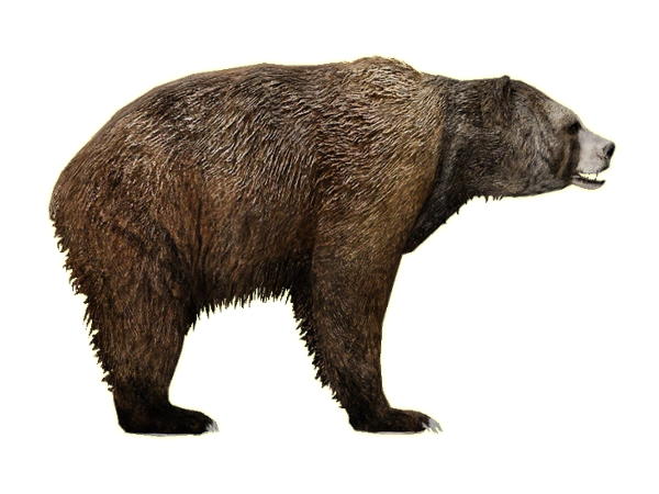 Bear 14 Transparent PNG Image