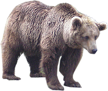 Bear 12 Transparent PNG Image
