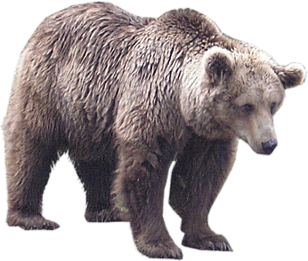 Bear Transparent PNG Image