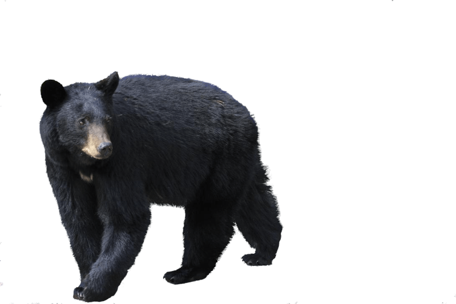 Black Bear Transparent PNG Image