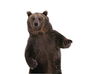 Bear 11 Transparent PNG Image