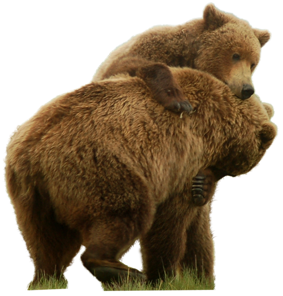 Couple Bear Transparent PNG Image